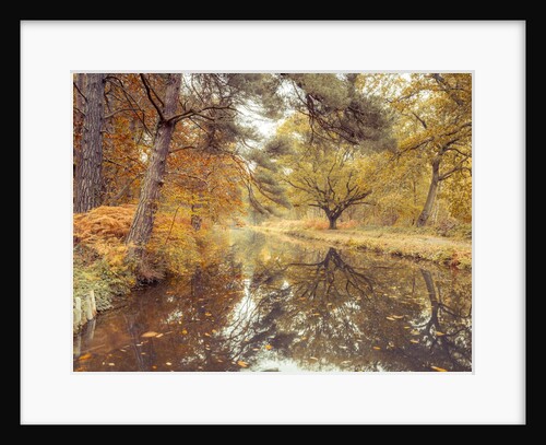 Canal through forest by Assaf Frank